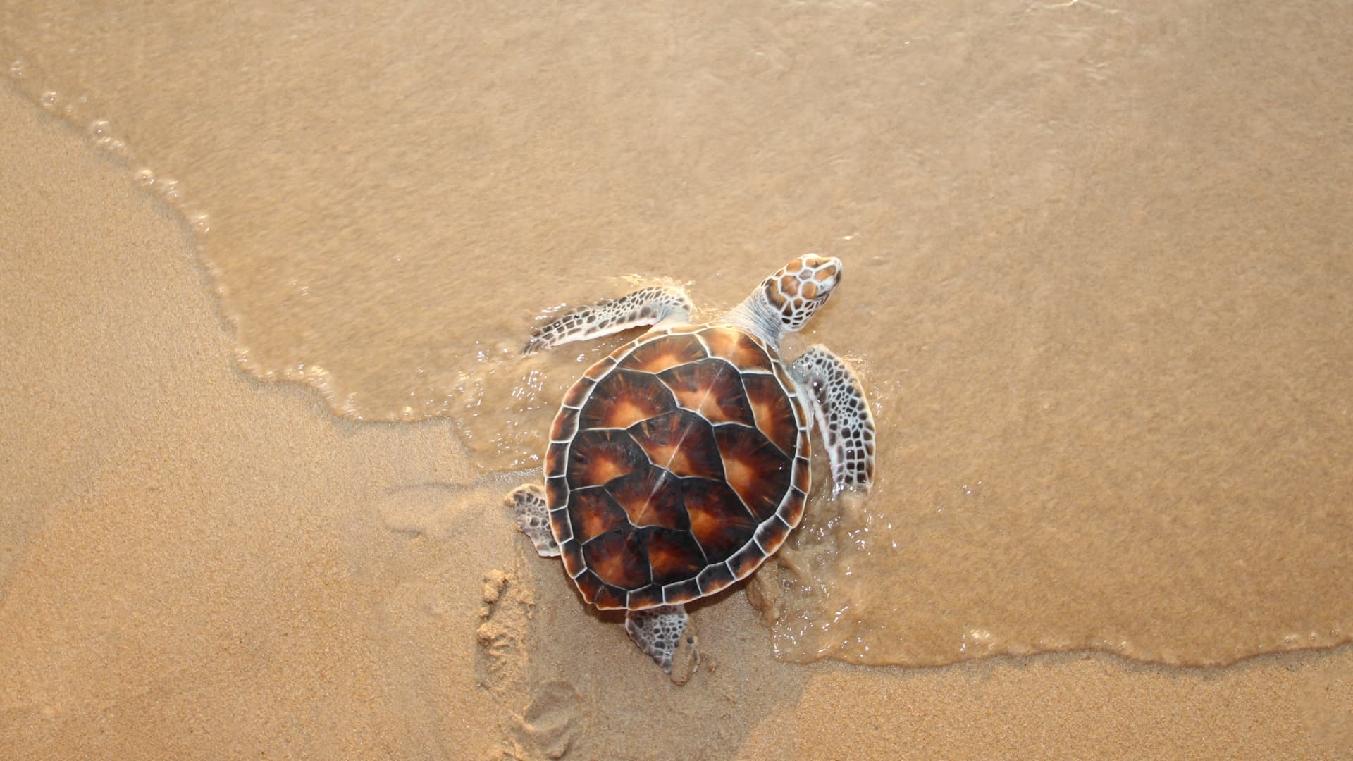 Understanding Wildlife-Friendly Lighting